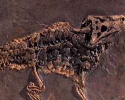 The fossils of alligator species named Diplocynodon darwini are found in abundance from the site The fossils of alligator species named Diplocynodon darwini are found in abundance from the site.